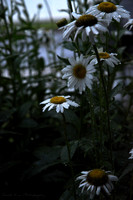 Daisies.After.Rain_Copy3518