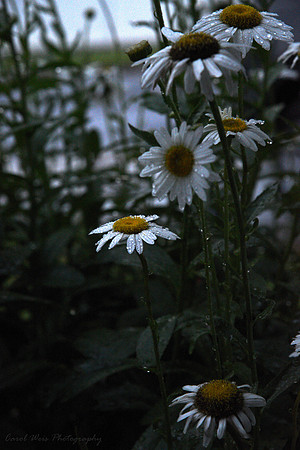 Daisies.After.Rain_Copy3518