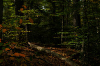 TylerPark.Forest_Magic_2287