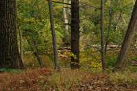 Tyler.Park.NeshaminyCreek._2269
