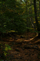 TylerPark.Forest.Vertical_2263