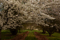 AndalusiaGardens.WhiteCherryTrees_5204