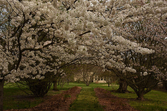 AndalusiaGardens.WhiteCherryTrees_5204